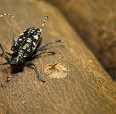 Asian longhorned beetle war Telangiectasia breast cancer