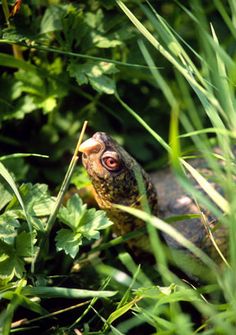 asian taiga turtles Tails fox porn