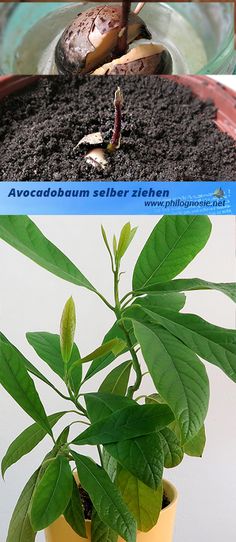 Winterharte Kübelpflanzen und Balkonpflanzen Balkon Pinterest - gartenpflanzen winterhart immergrun Winterharte Kübelpflanzen und Balkonpflanzen Balkon Pinterest - gartenpflanzen winterhart immergrun