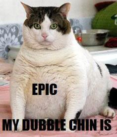 37 best kitten rampage