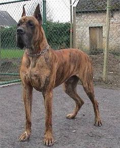 great dane brindel great dane brindel