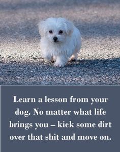 Maltese Quote Maltese Dogs Dog Quotes Maltese Dogs Dogs