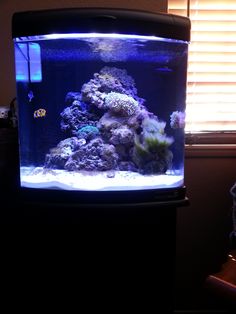 120 best saltwater fish