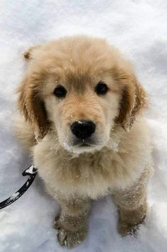 How To Be A Dog In Neighborhood Of Robloxia 2019
