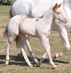 247 mejores imágenes de Caballos cuarto de milla en 2019 | Caballos ... 247 mejores imágenes de Caballos cuarto de milla en 2019 | Caballos ...
