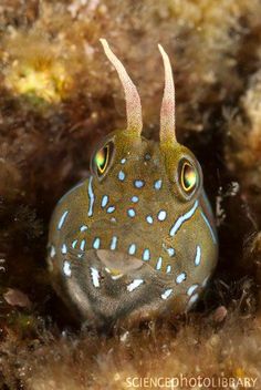 699 best under the sea images marine life water animals fish