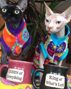 Coffee Cup Gift Idea for Cat lover present KEEP CALM and HUG a Sphynx