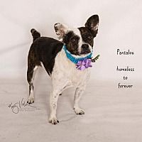 Pet Card Pets Pug Mix Adoption