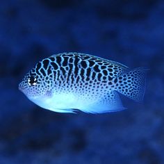 417 best reef and