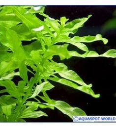 86 best aquascape plants