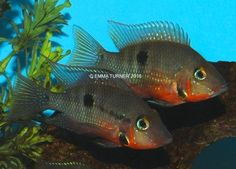 41 best tropical fish