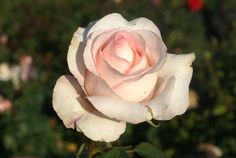 110 Best Pale Pink Roses Images Blush Beautiful Pale Pink Roses Porcelain Ludwigs As The Name Implies This Is A Combination Of Fine