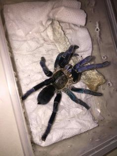 Poecilotheria Tigrinawesseli (Wessel\'s Tiger Ornamental) | TARANTULA ... Poecilotheria Tigrinawesseli (Wessel\'s Tiger Ornamental) | TARANTULA ...
