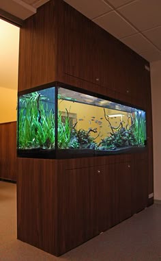 39 best aquarium in