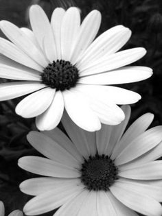 104 best black white