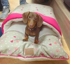Lief Lifestyle Dierenaccessoires Voor Kat Hond Hondenmand Blauw Pets Accessories For Cats Dogs Dachshund Teckel Honden Hondenmand Hondjes