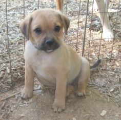 Matchmaker Dog Breeding Matchmaker Dog Breeding