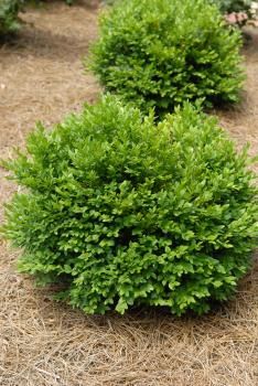 Boxwoods This deer resistant evergreen shrub works well in landscape plantings, mass planltings, hedges, formal gardens, and as a border. Boxwoods are slow growing but can get 3ft to 5ft tall and up to 3ft to 4ft wide. Plant in full sun to full shade. Hardiness zones 4 to 9. Garden Trees, Boxwood Landscaping, Landscaping Plants, Lawn And Garden