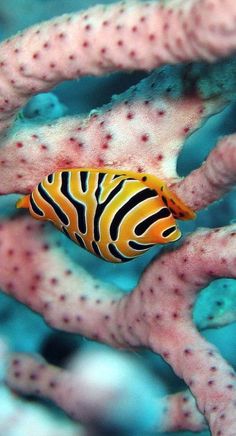 103 best marine life