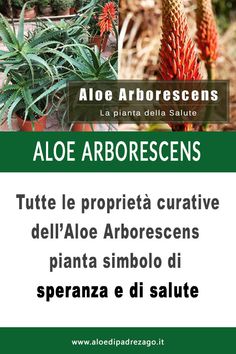 eboristeria per prostata al te verde youtube