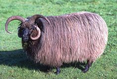 Merino Sheep Merino Sheep Breeds Colour Printing 1925 Reprint