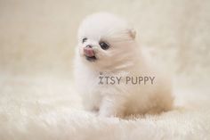 Micro Teacup Pomeranian Sold Bella Micro Teacup Pomeranian Sold Bella Itsy Puppy