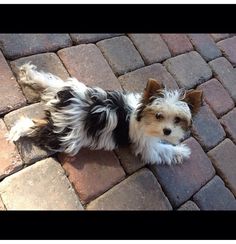 62 Best Parti Yorkie images