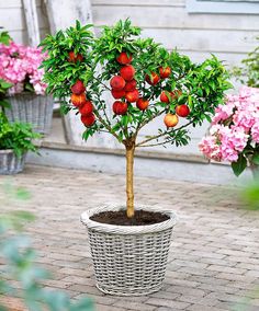 Leprechaun Dwarf Nectarine Tree Backyard Ideas Pinterest Leprechaun Dwarf Nectarine Tree Backyard Ideas Pinterest Yellow Fruit Delicious And