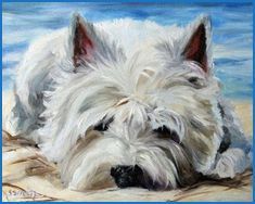 Biewer Yorkshire Terrier Rassebeschreibung