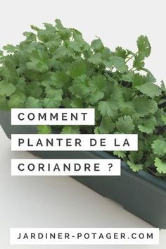comment planter la coriandre conseils pour semis culture et rcolte - Comment Se Debarrasser Du Liseron Naturellement comment planter la coriandre conseils pour semis culture et rcolte - Comment Se Debarrasser Du Liseron Naturellement
