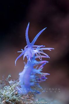 449 best nudibranch images