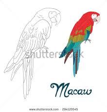 hyacinth macaw coloring page coloring pages pinterest bird