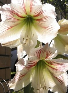 Can My Amaryllis Bloom Again Uconnladybug S Blog Bulb Flowers Amaryllis Flowers Amaryllis Plant