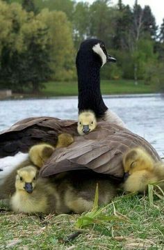 Canada Goose Baby Snow Bunting menta Canada Goose Baby Snow Bunting menta