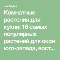 Комнатные растения для кухни: 16 самых популярных растений для окон юго-запада, востока и запада