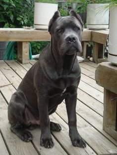 13 Best Blue Brindle Cane Corsos Images Cane Corso Puppies