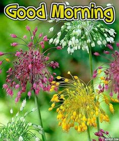 90 best good morning images new images in 2018 good morning images