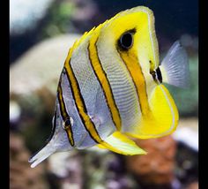 10 best angel fish