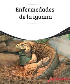diferencia entre quemaduras e infección de la piel en mi iguana diferencia entre quemaduras e infección de la piel en mi iguana