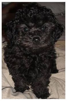 Caniche porte topper Mignon Chien Cadeau Photo TOP Silhouette cheminée Orname