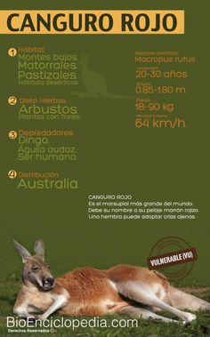 110 Ideas De Mamíferos Animales Mamíferos Jirafa De Peluche