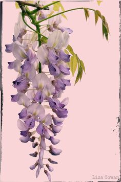 Pinkish purple fragrant WISTERIA FLORIBUNDA California-US 2017 plant SEEDs x10