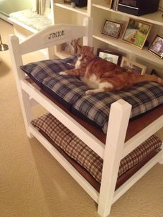 cat bunk beds cats kittens more pinterest bunk bed cat