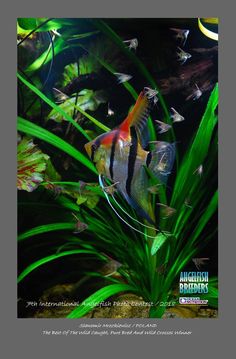 86 best fish aquariums
