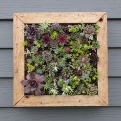 Succulent Wall Art succulent living wall art, vertical picture kit, buy this or we Succulent Wall Art succulent living wall art, vertical picture kit, buy this or we