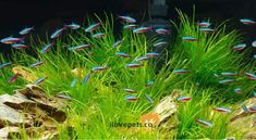 87 best tetra fish images pisces aquarium fish tropical fish