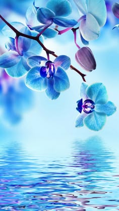 3d flower hd wallpapers for mobile best hd wallpapers flowers blue flower backgrounds