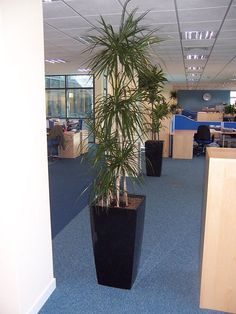 Tall House Plants Low Light tall house plants low light - indoor plants for low light Tall House Plants Low Light tall house plants low light - indoor plants for low light
