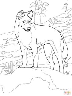 Dingo From Australia Coloring Page Category Select 30459 Printable Crafts Of Cartoons Nature Animals Bible And Many More
