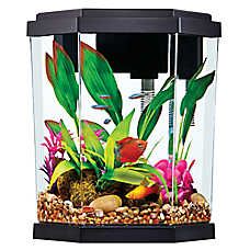 235 best animals fish